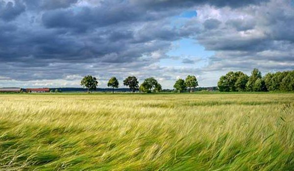 Field of grain