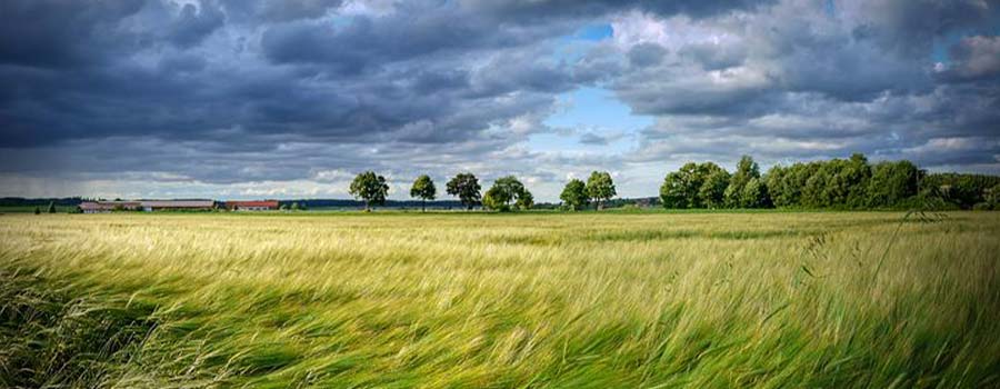 Field of grain