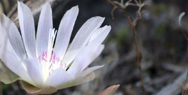 Single wild flower in bloom