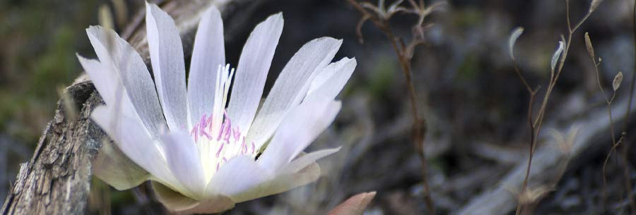 Single wild flower in bloom