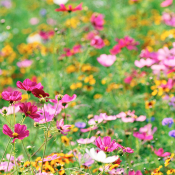 flower fields flower fields